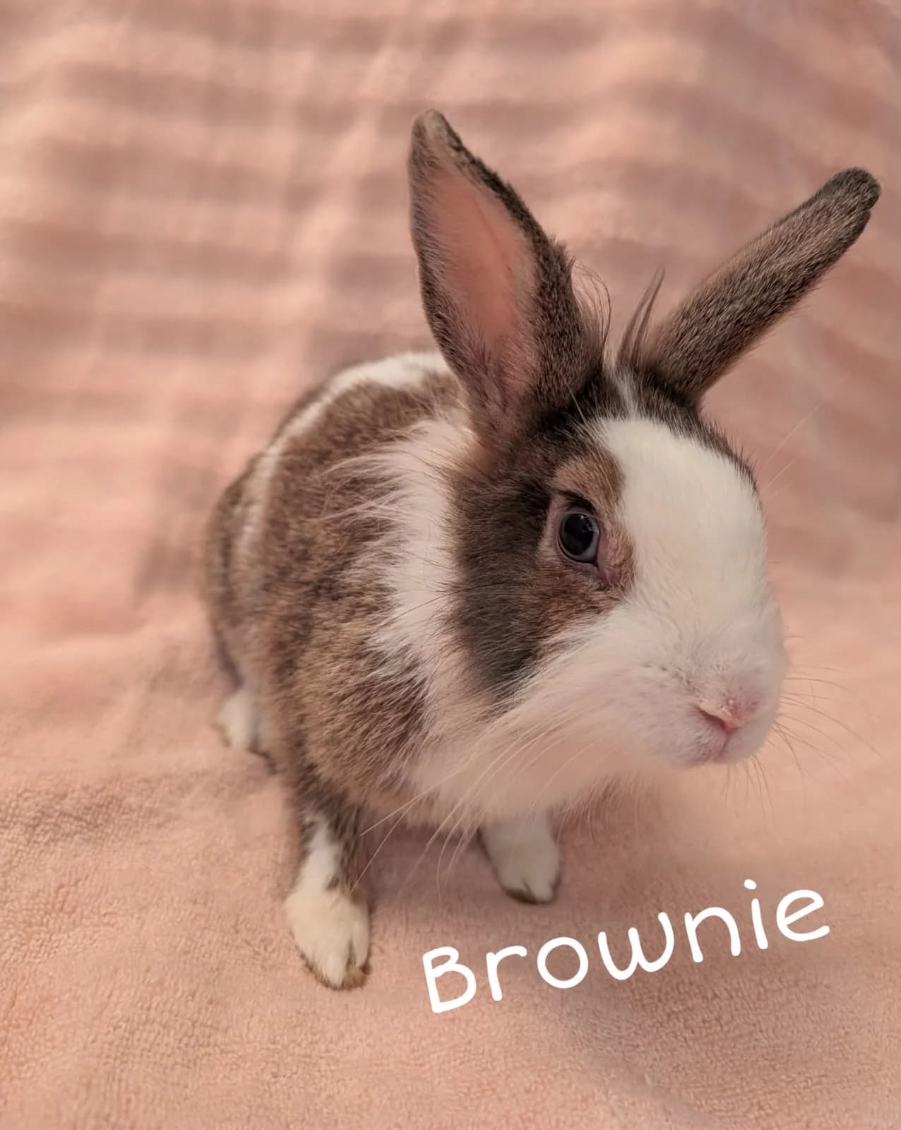 Brownie