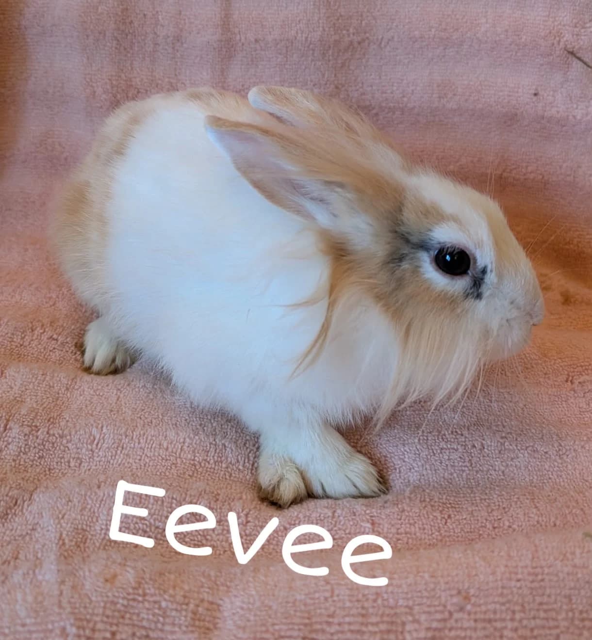 Eevee