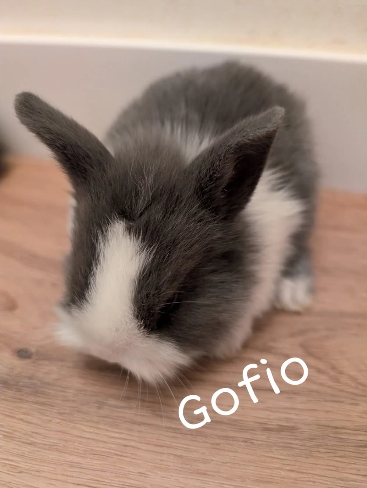 Gofio