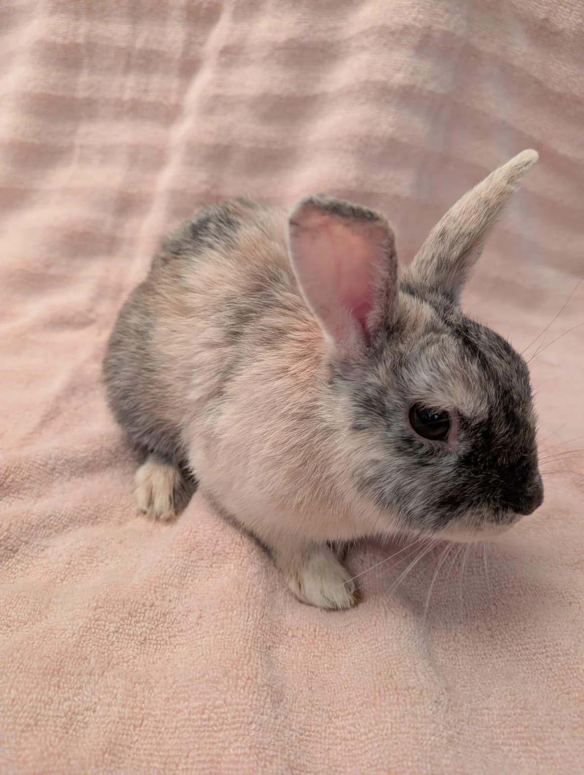 Knoflík