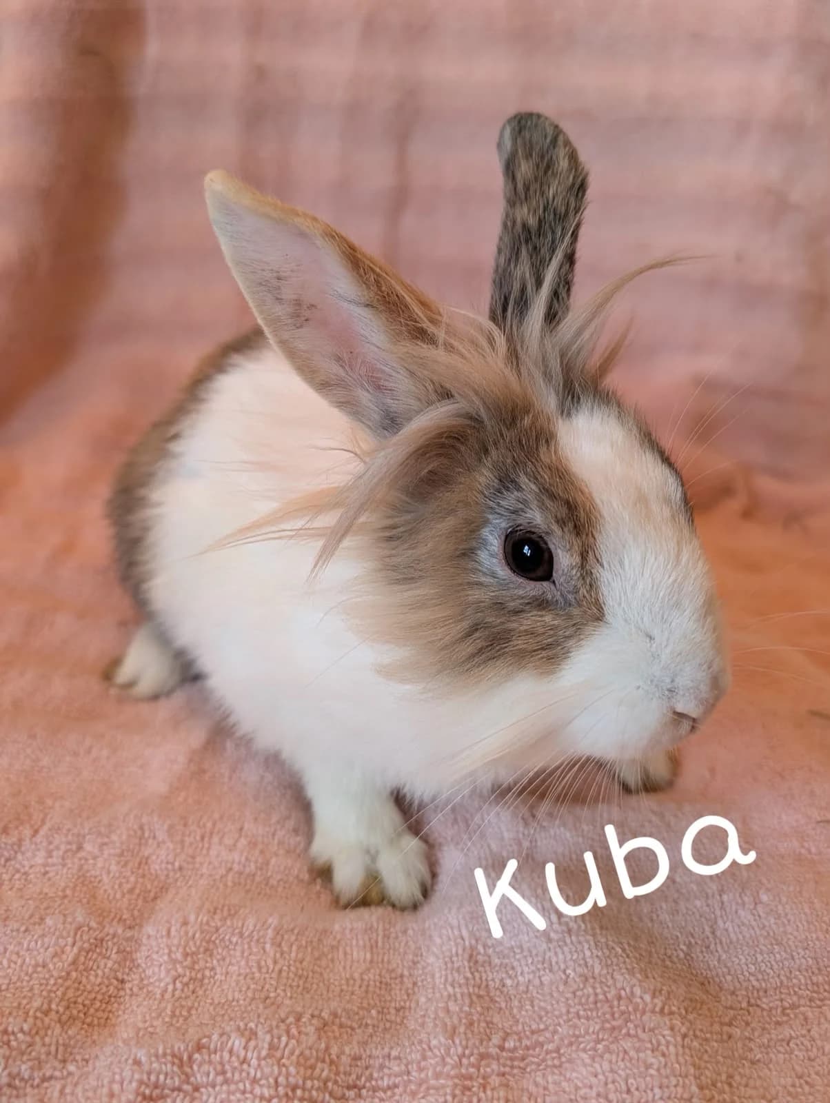 Kuba, který hledá domov společně s Eevee