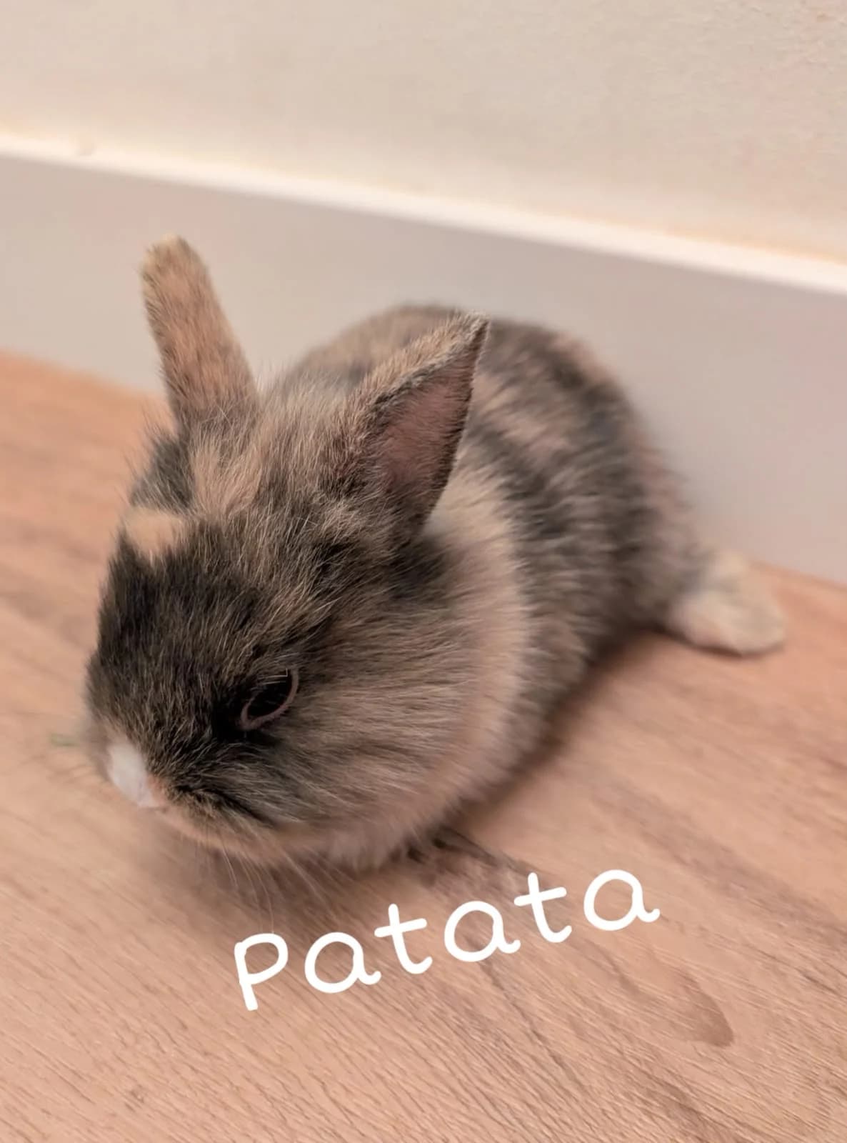 Patata
