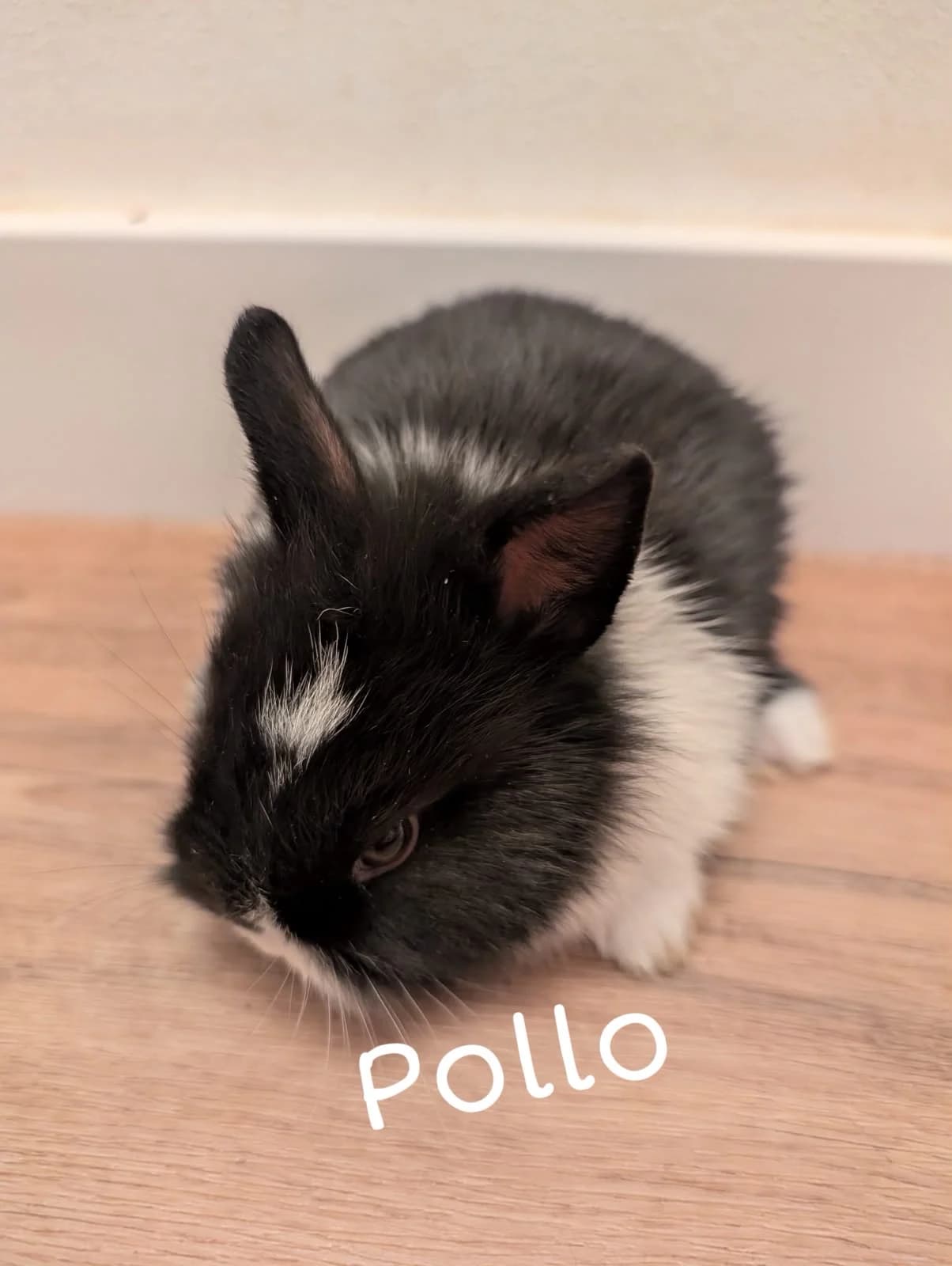 Pollo