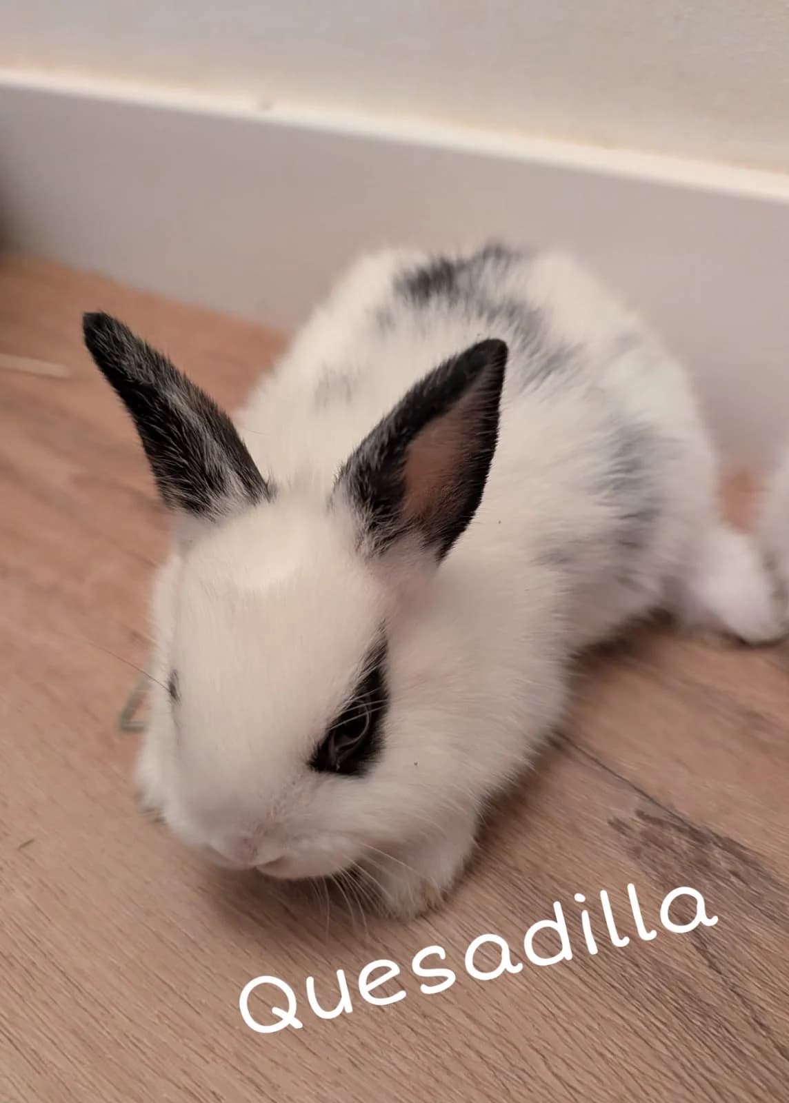 Quesadilla