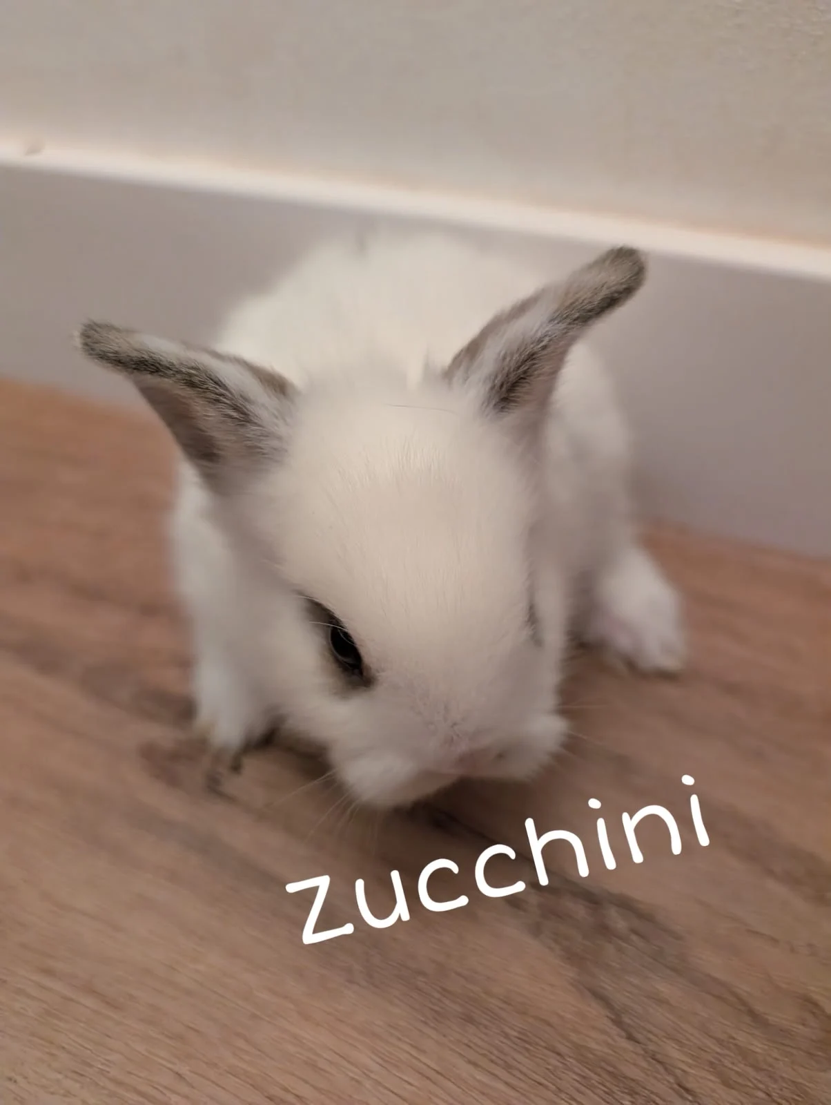 Zucchini